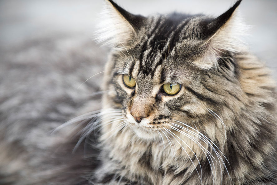 Maine-coon-00038