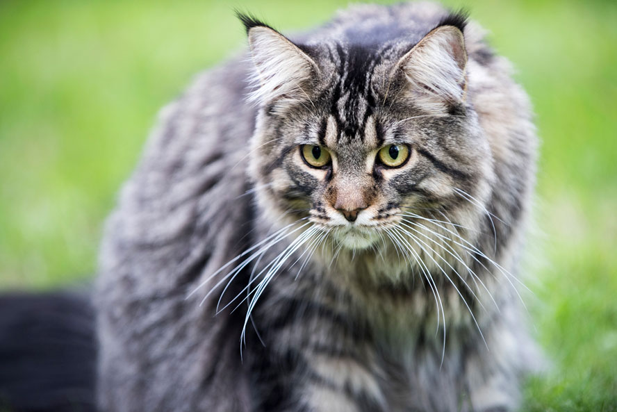 Maine-coon-00060